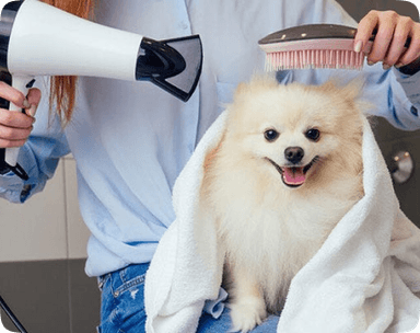 Pet Kuaförü